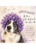 【人気No,1】カット+カラートリートメント 〔yakujo〕 ¥13750~