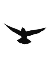 イースブルー(Y's Blue)&nbsp;うすき はると