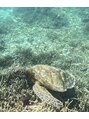 モンジャルダン 流山おおかたの森(Mon Jardin) 宮古島で一緒に泳いだウミガメさん