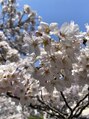 ククー ヘアーアンドメイクアップ(COU COU)&nbsp;桜が大好きです。。。パチリ！