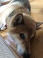 ベロニカ(Beronica)&nbsp;実家のごん太くん♪ Instagram／／フォローしてね