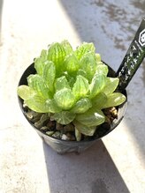 プルベル(Plus Belle)&nbsp;高田 遥凪