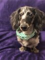 フリックス ナゴヤ(FLIX nagoya) うちの犬【とろろ【
