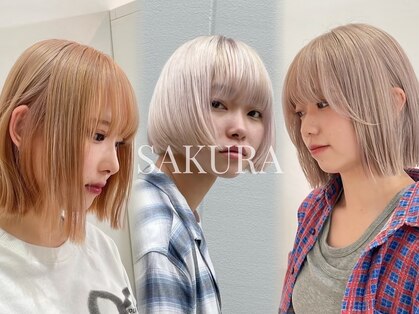 サクラ オモテサンドウ(SAKURA)の写真