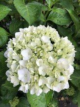 サガ 三本柳店(Saga)&nbsp;藤沢 実幸