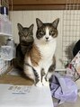 ダズル(dazzle) うちの猫。秀樹とサマンサ、新入りダイアナ。