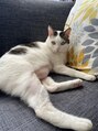 ミス クロップ(Miss CROP)&nbsp;愛猫のヒナ5歳です。ヒナだけどツンデレな男の子です。
