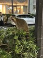 ヒロギンザ 銀座本店(HIRO GINZA)&nbsp;営業終わり店前にアライグマ！！しっかり保護されてよかった！