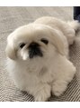 アモン サンク エス(AMON cinq es) 愛犬ペキニーズのマロちゃんです!