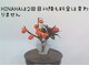 ヒナハ(HINAHA)の写真