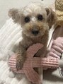 ゼットサロン(Z SALON)&nbsp;14さいのパワフルおばあちゃんわんわん飼ってます^^♪