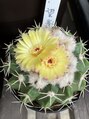 フェイス(faith)&nbsp;花サボテン、ハマってます