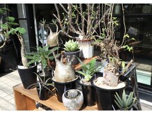 ノーマン(NORMAN)の雰囲気（お店で販売している植物達！観葉植物購入だけでもお越し頂けます）