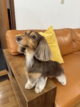 ドッグマニアピンチアオヤマ(DOGMANIA PiNCH AOYAMA)&nbsp;つ ぶ