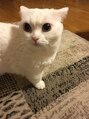 フーヘアーリビング(Fuu Hair Living)&nbsp;マンチカンのハナちゃん。
