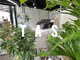 タス(TAS)の写真