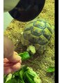 バーバー スタジオ ラフテル(Barber Studio RAFTEL)&nbsp;イベラギリシャリクガメ飼ってますどっちが長生きするか