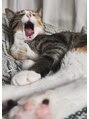 プランタンアヴェダ(printemps AVEDA)&nbsp;実家の猫に癒されてます。。。