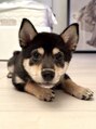 ユーレルム(U-REALM) 2歳になる黒柴を飼っています!^ ^