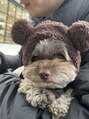 ガーデンタチカワネクスト(garden tachikawa next) シオン5才♂チワワ×トイプー 愛犬自慢し合いましょう♪