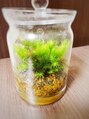 ヘアサロン ロータス(Hair Salon Lotus) 最近始めた苔テラリウムです。
