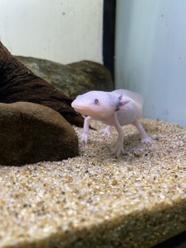 シャルム(Charme) ウーパールーパー