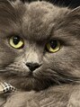 クゥオル(QOLU) 愛猫の「うあ」くんです♪【髪質改善/縮毛矯正/トリートメント】