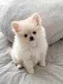 レレ(Le'Le')&nbsp;家の二代目番犬。コロ助。