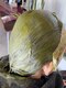 エパングル(epingle)の写真/天然100%健康に白髪染め