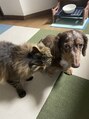 ラテ アトリエ(latte atelier)&nbsp;我が家の犬猫です☆仲良し、、だと思います☆