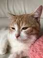 ピーディーフィノ PDfino 池袋 うちの猫、マンチカンのミッシェル。いつも癒されています☆