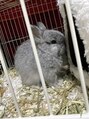ヘアーズ ベリー 久留米店(hairs BERRY)&nbsp;ウサギ飼ってます。