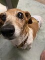 ミス クロップ(Miss CROP)&nbsp;愛犬のナッツ14歳です。