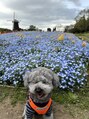 メルト(melt)&nbsp;愛犬がいます。わんちゃん、動物が好きです！