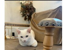 ミロン(MILON)の雰囲気(11年目突入。ありがとうございます。店内にネコは居ません笑)