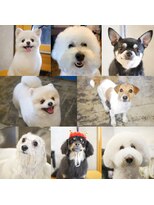 ガーフィー(garfy) カットシャンプーコース