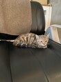 ブレス(Bless) 猫とハムスターを飼っています♪