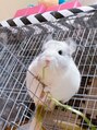ヘアーサロン チョキ(Hair Salon Choki) チンチラという小動物飼ってます♪