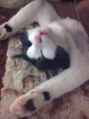 ユアエンプレス(you're Empress) 私の実家で飼っているネコです。きみ太といいます。