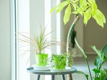 レディバグ(Ladybug)の雰囲気（店内は植物が溢れる癒し空間です◎）