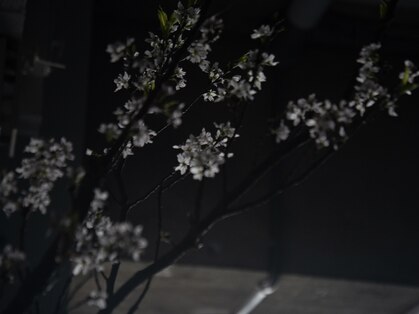 ヒライ(HIRAI)の写真