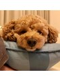 セブンフォーヘアー(Seven for hair)&nbsp;トイプードルのワンコ。猫も好きですが犬も大好きです(//∇//)
