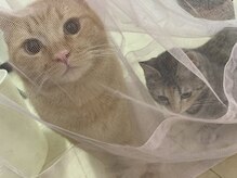 猫スタッフがお出迎え