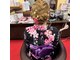 ガラ(GALA)の写真