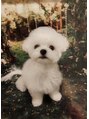 イト リトルヘアガーデン(ito. little hair garden)&nbsp;愛犬(マルチーズ)です♪かわいすぎて癒し◎◎◎