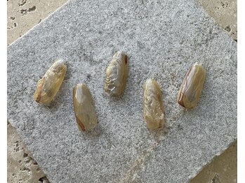 ツリーハウスネイル(tree house nail)/ハンド定額¥5900