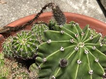 たにあん/サボテンの花をもう一度