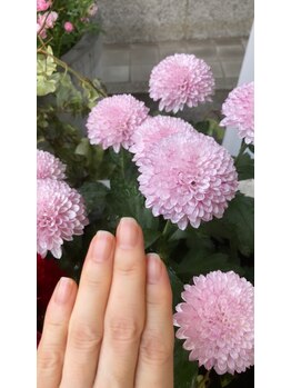 桃の木 吉祥寺店/自爪散歩 菊