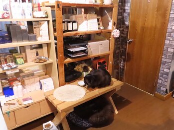 リセットステーション/あれ？動物が