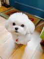 ティーラック 下北沢(T:Luck)&nbsp;ボクの毛はとってもふわふわなんだよ^ ^